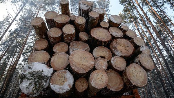 Чистки в лесхозах: в Ровенской области задержали 10 чиновников за незаконную вырубку (ФОТО)