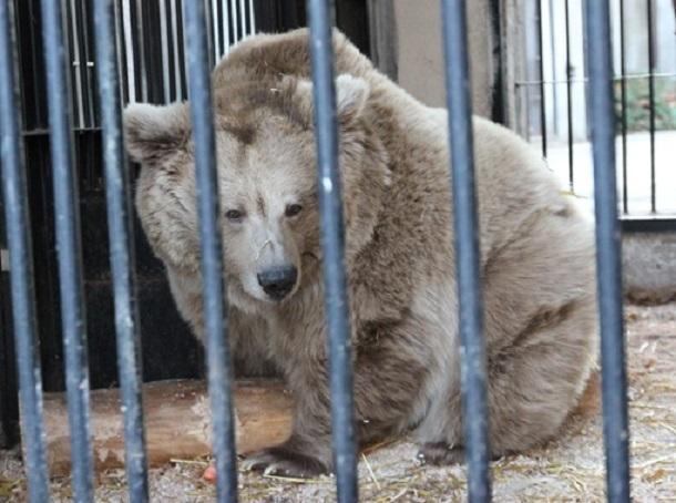 У Київському зоопарку повідомили про смерть найстарішої бурої ведмедиці
