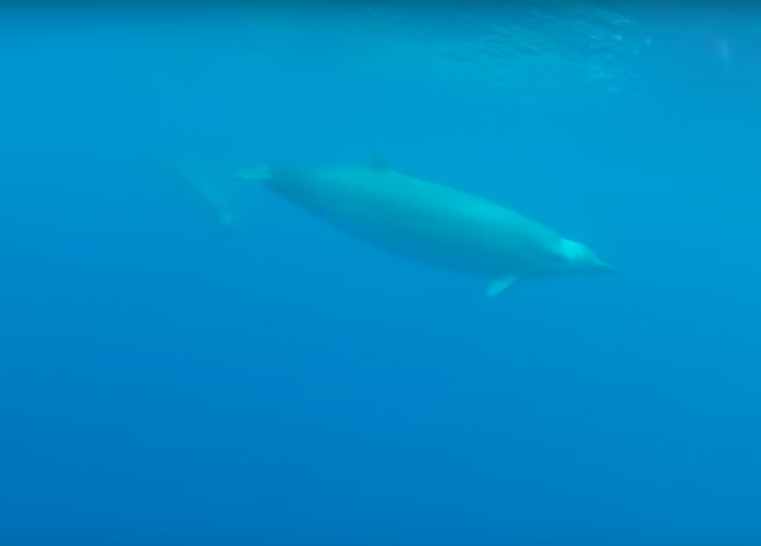 Загадочный кит впервые попал в объектив камеры (ВИДЕО)