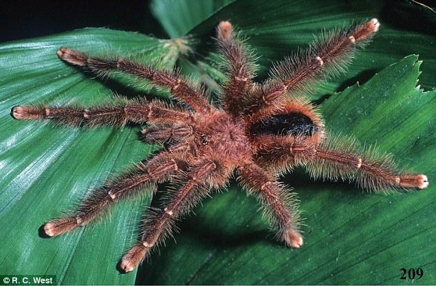 В Перу обнаружили огромных пауков, питающихся птицами (ФОТО)
