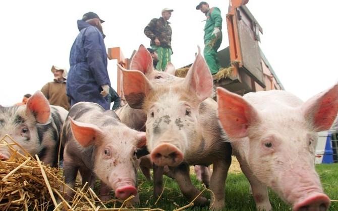 В связи с африканской чумой свиней Беларусь ограничила импорт мяса из Украины