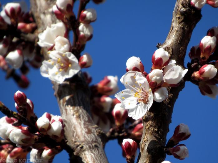 Сюрпризи весни: на Закарпатті цвітуть абрикоси, а Львівщину засипало снігом (ФОТО)