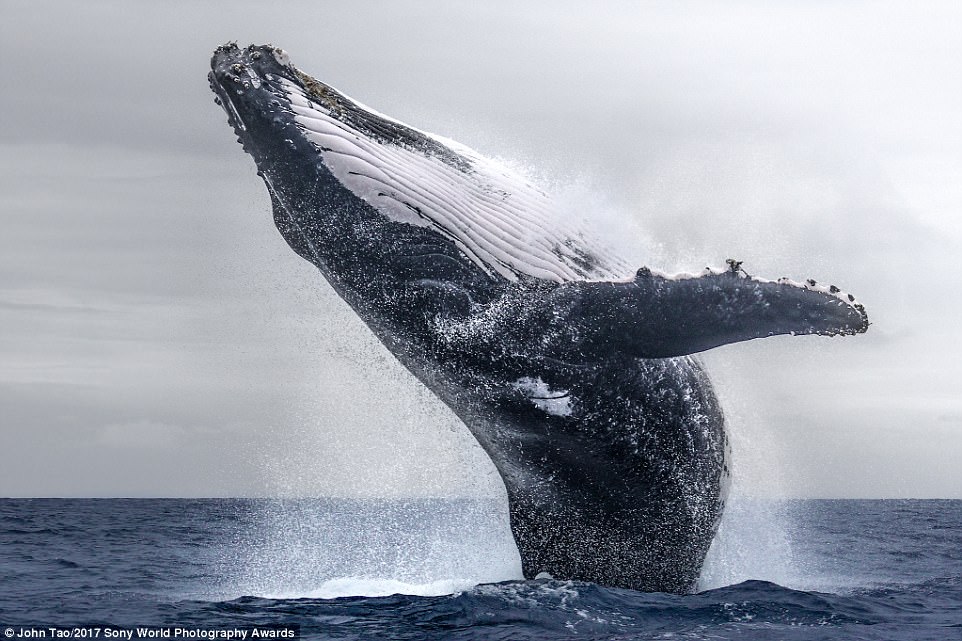 2. Потрясающий образ кита. Третье место в категории National Awards, Китай