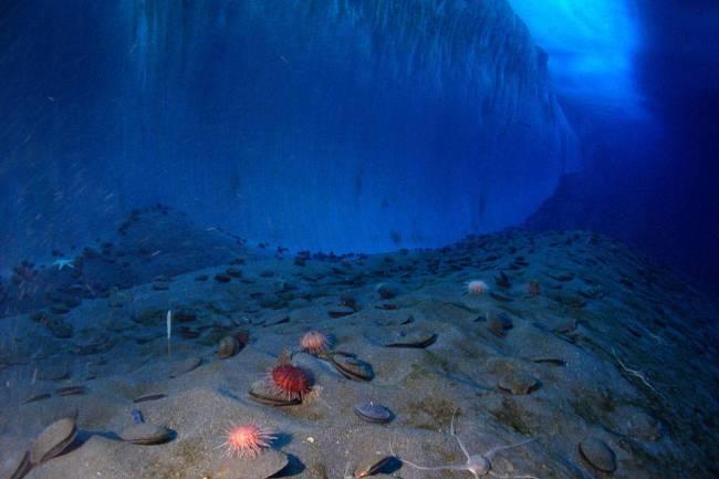 Ученые показали рельеф дна океана без воды (ВИДЕО)