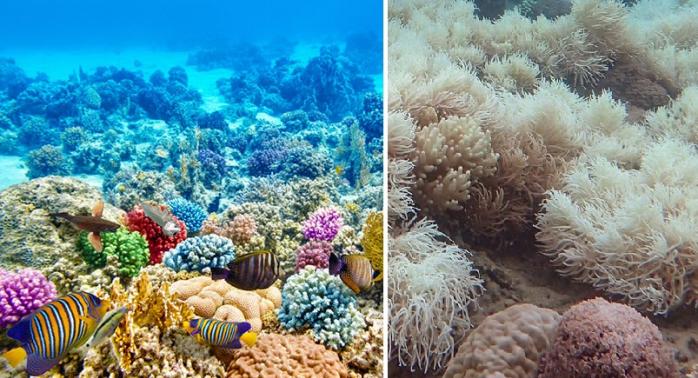 Ученые: Большой барьерный риф умирает, изменения необратимы (ВИДЕО)