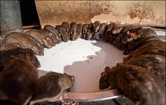 Крысы выпили: полиция Индии оригинально объясняет исчезновение тысяч литров конфискованного алкоголя