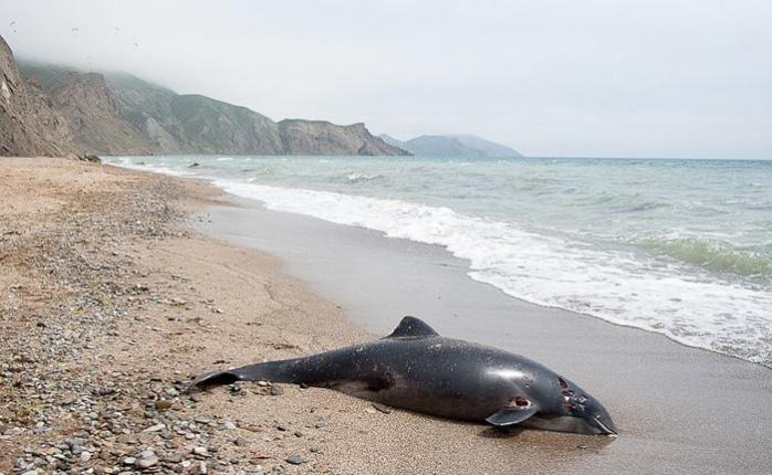 В прибрежной зоне Черного моря и Крыму обнаружили более 100 мертвых дельфинов