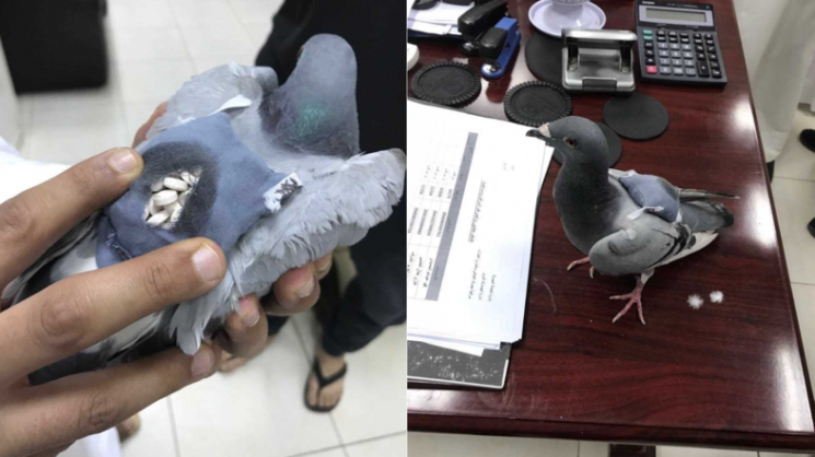 Упійманий голуб із наркотиками. Фото: AlArabiya