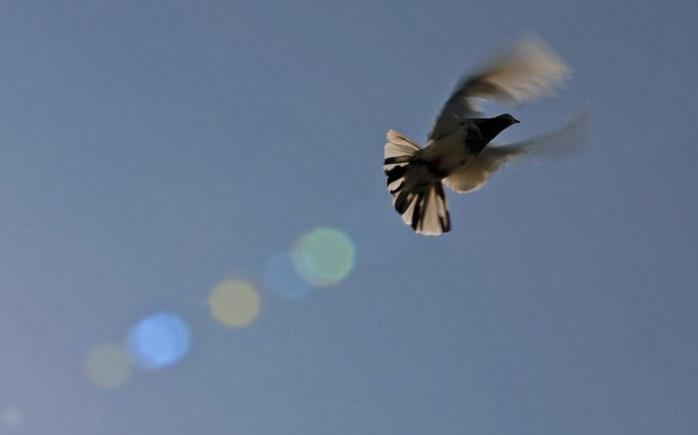 В Кувейте поймали почтового голубя, который доставлял наркотики (ФОТО)