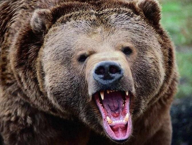 На Киевщине цирковой медведь напал на зрителей (ВИДЕО)