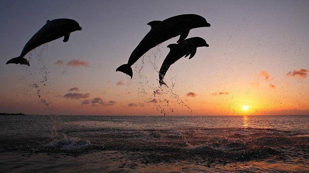 В Одесской области из-за браконьеров погибло более десяти дельфинов