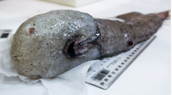 «Безликая» рыба и гигантские крабы: австралийские ученые похвастались уловом редких морских существ (ФОТО)