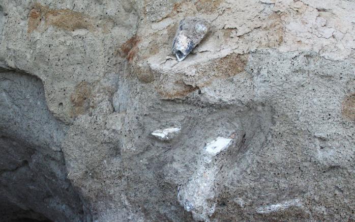 В Одеській області виявили останки мамонта (ФОТО)
