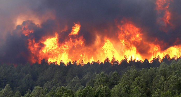 Лесные пожары в Португалии: погибших уже почти 40 человек, объявлено чрезвычайное положение