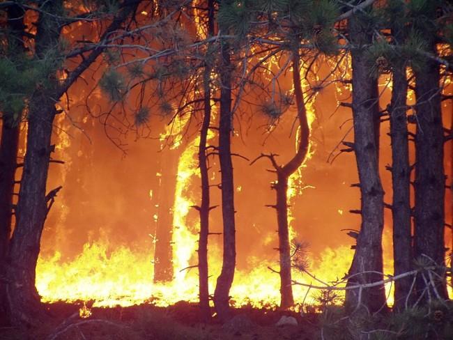 Из-за лесных пожаров на юге Хорватии эвакуированы сотни туристов