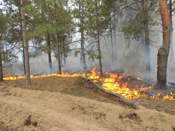 К тушению лесного пожара на Херсонщине пришлось привлечь авиацию
