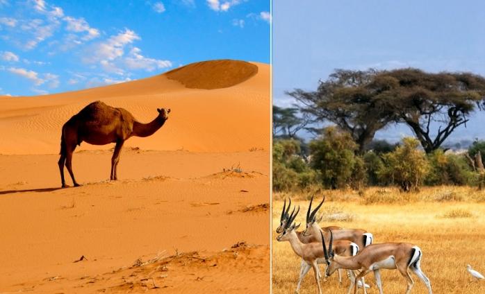 Ученые определили, когда полностью «позеленеет» Сахара