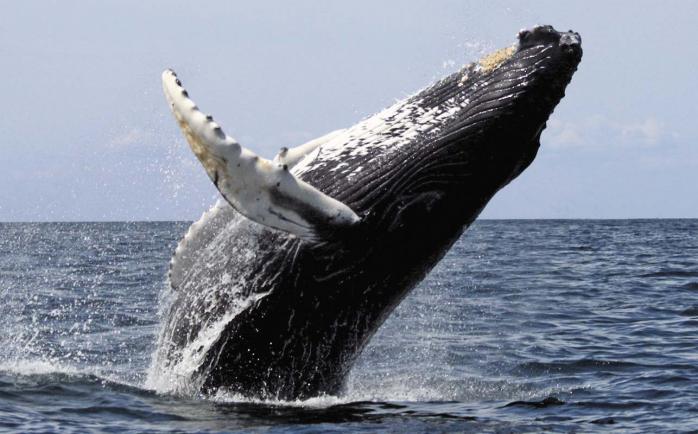 У Канаді вперше в історії кит став причиною загибелі людини