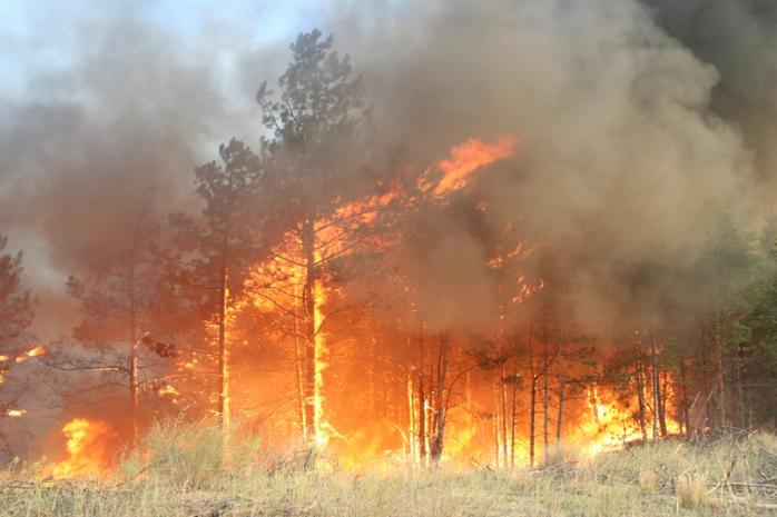 Херсонський губернатор заявив про 145 навмисних підпалів лісу