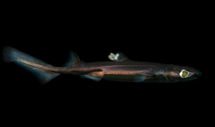 Ученые открыли новый вид акул, светящихся в темноте (ФОТО, ВИДЕО)