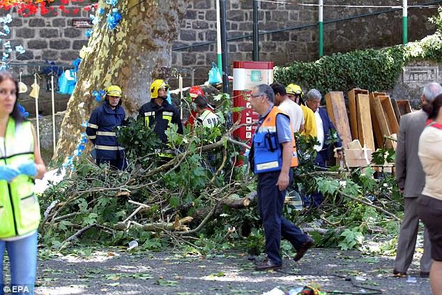 У Португалії під час релігійного фестивалю на людей впав двохсотлітній дуб: 11 загиблих (ФОТО, ВІДЕО)