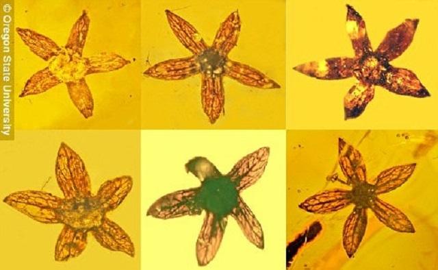 В янтаре из Мьянмы ученые обнаружили новый вид крошечных цветов возрастом 100 миллионов лет (ФОТО)