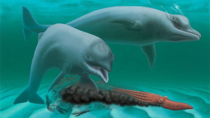 Вчені виявили новий вид стародавніх дельфінів (ФОТО)