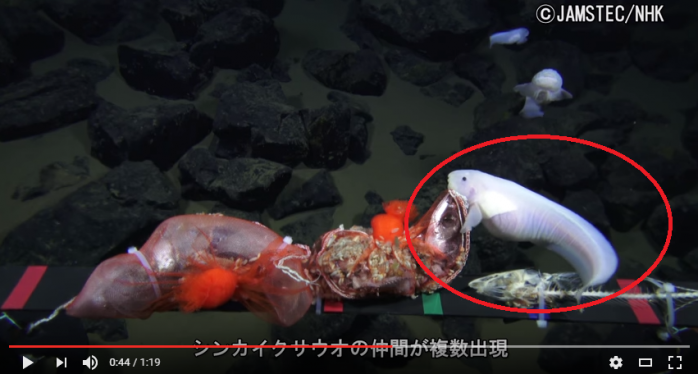 Ученые обнаружили самую глубоководную рыбу на планете (ВИДЕО)