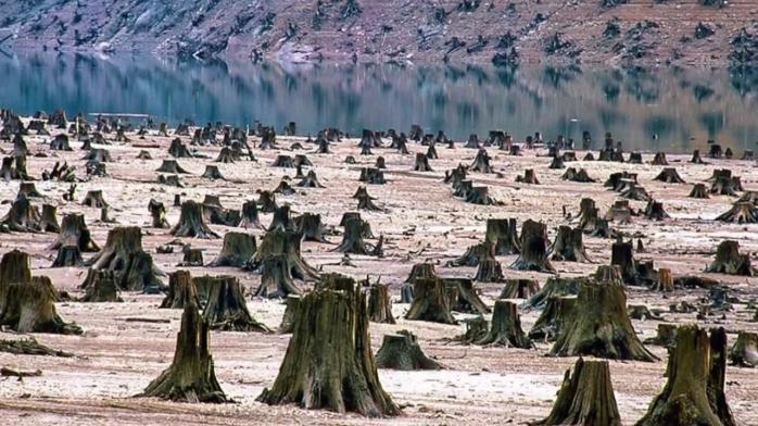 В Украине усилили ответственность за нелегальную вырубку леса