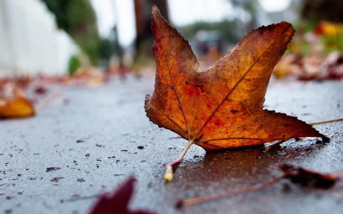 Синоптики спрогнозировали погоду на осень: короткое бабье лето и заморозки