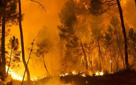 В округе Лос-Анджелеса объявили чрезвычайное положение из-за лесных пожаров (ВИДЕО)
