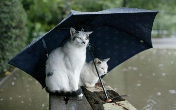 Погода в Україні на 7 вересня: на заході та півночі пройдуть невеликі дощі (КАРТА)