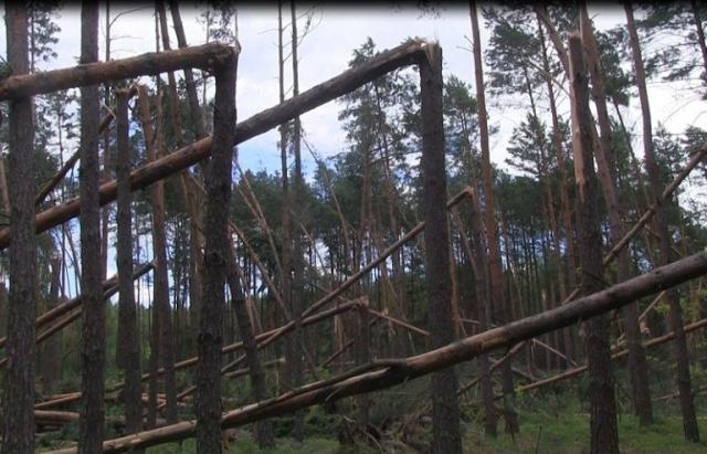 Бурелом на Закарпатті потрощив більше тисячі гектарів лісів (ВІДЕО)