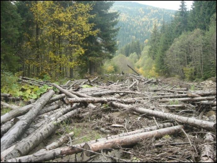 Незаконная вырубка леса привела к потере государством около 60 млн грн — Минэкологии