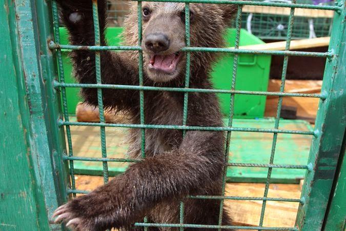 Киевсовет планирует запретить передвижные цирки с животными и инициировать создание зоополиции