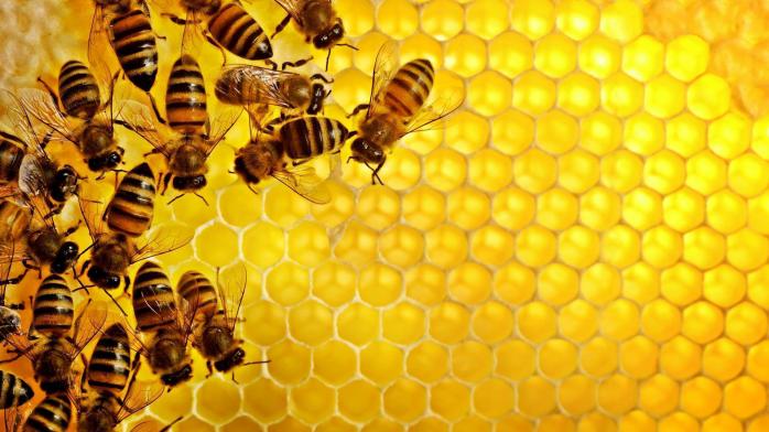 Науковці виявили велику концентрацію інсектицидів у зразках меду з усього світу (ВІДЕО)