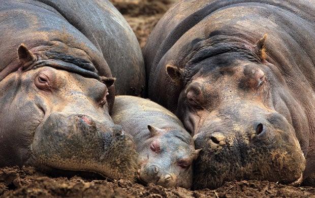 У Намібії понад 100 бегемотів загинули від сибірської виразки (ФОТО)