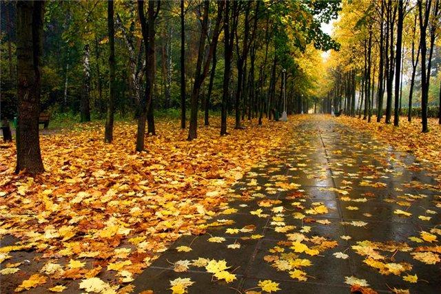 Погода в Украине: неделя начнется с дождей на западе и заморозков на востоке (КАРТА)