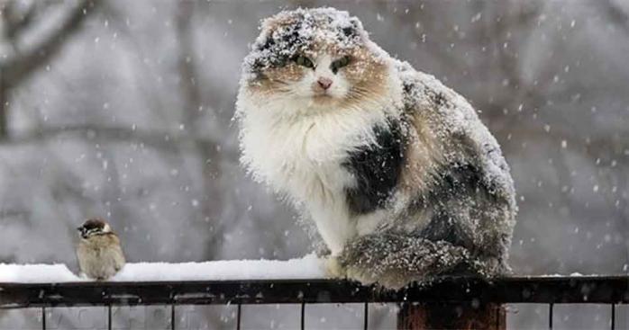 Погода в Україні 1 листопада: дощі з мокрим снігом триватимуть, проте вітер трохи вщухне (КАРТА)