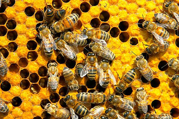 Вчені виявили у бджіл особливість, яка впливає на прийняття рішень
