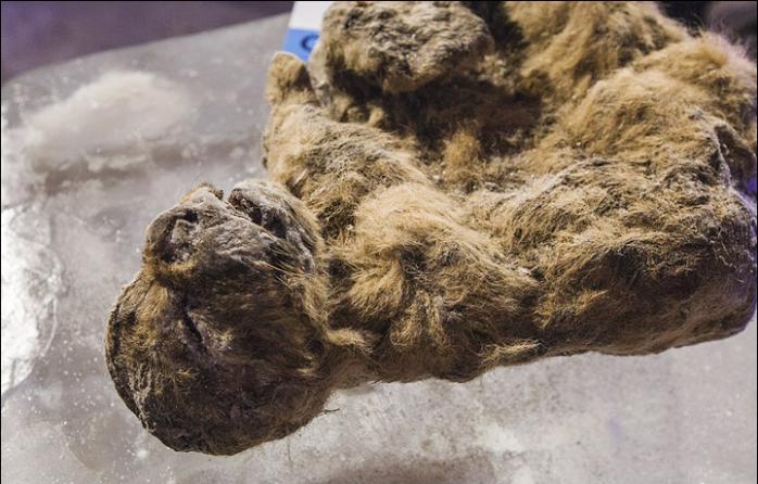 В Якутии мужчина нашел останки льва, пролежавшие в мерзлоте десятки тысяч лет (ФОТО, ВИДЕО)