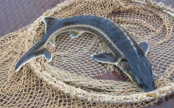На Николаевщине предприятие занималось браконьерским выловом краснокнижной рыбы (ФОТО)