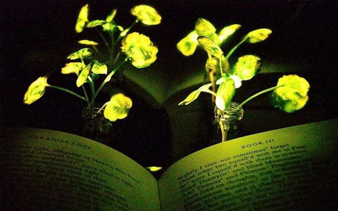 Рослини-лампочки. Фото: ICTV