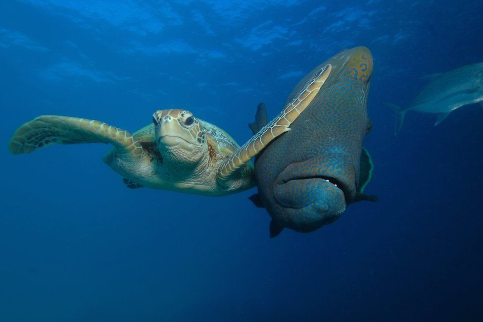 Снимок Троя Мейна получил первый приз в номинации "Под водой".