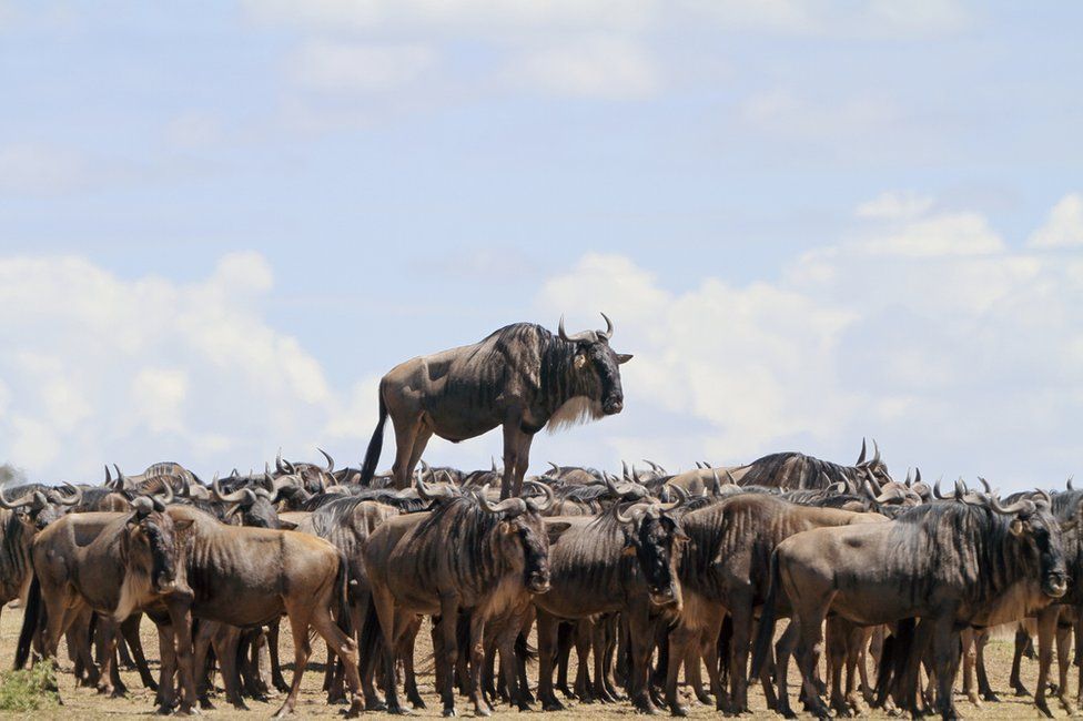 Эту картину Жан-Жак Алкалей запечатлел в заповеднике Масаи-Мара в Кении.