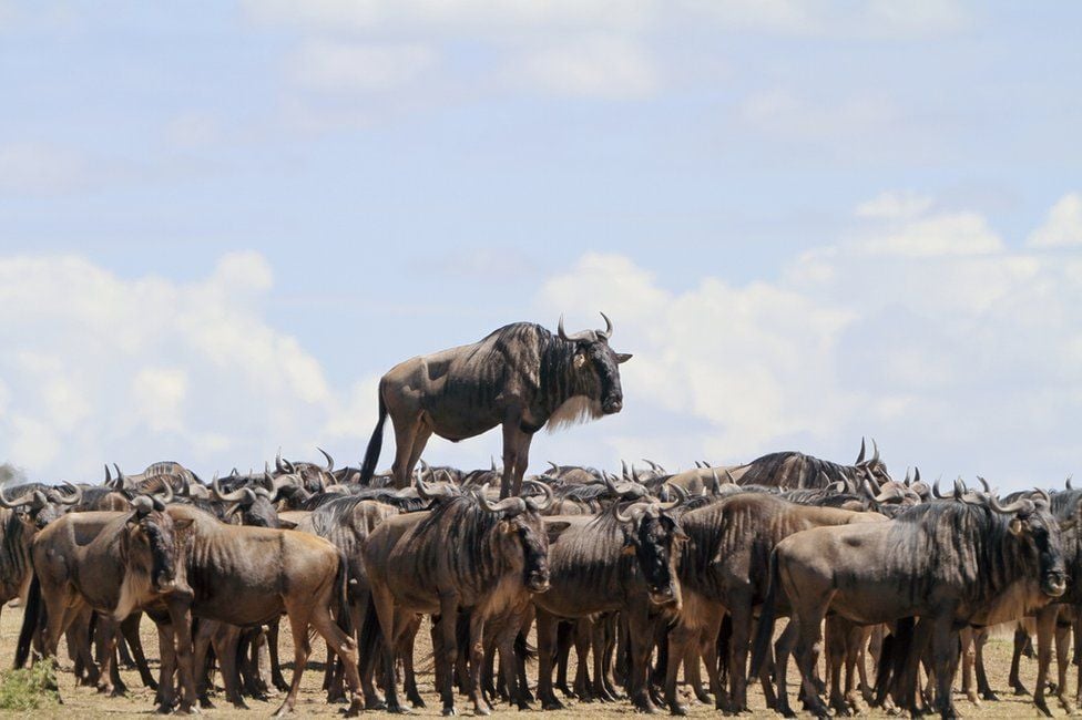 Це фото Жан-Жак Алкали зробив у заповіднику Масаї-Мара в Кенії