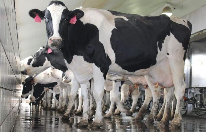 Молочная отрасль: чего ждать украинским производителям