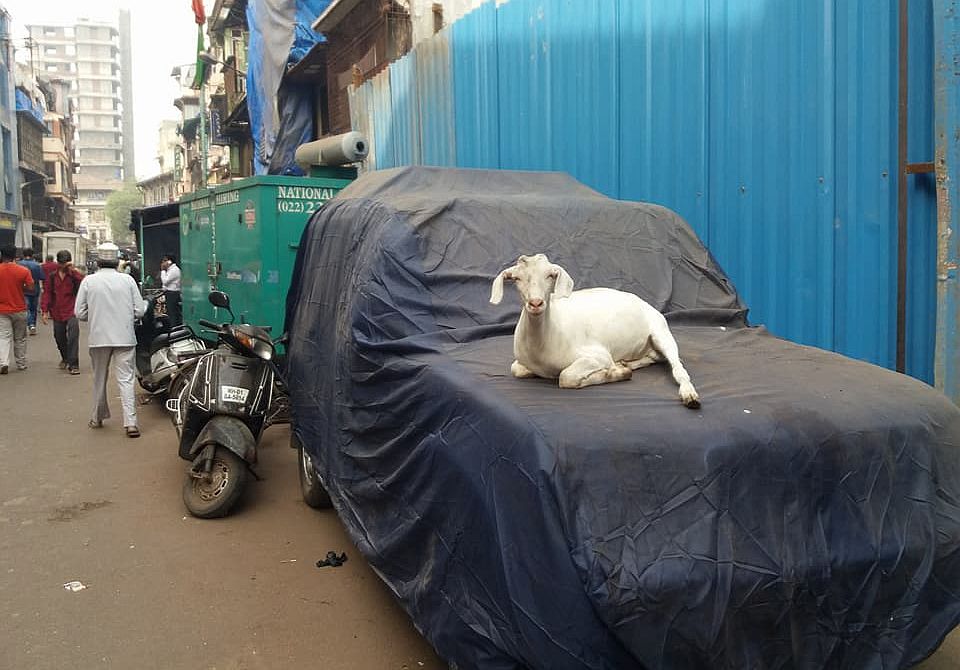 Парнокопытное животное на капоте автомобиля в Мумбаи, Индия. Фото: Людмила Крылова / Ракурс