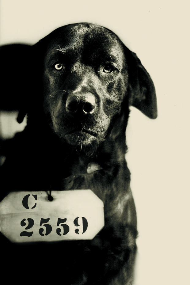 Пес, который жил в тюрьме. Фото: Eastern State Penitentiary