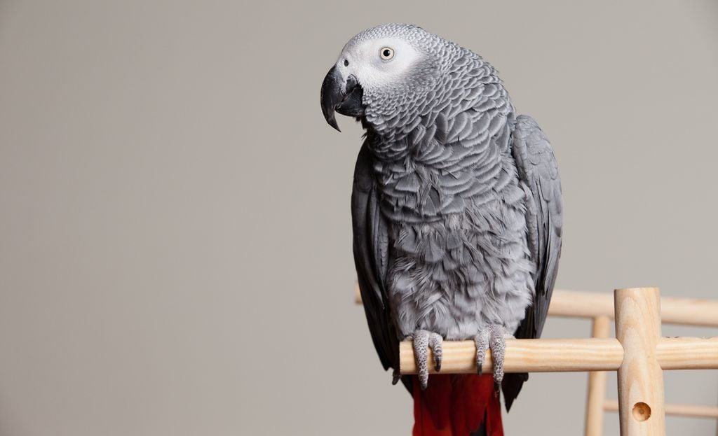 Попугай говорящий. Африканский серый попугай. Фото: Found Animals Foundation / Flickr
